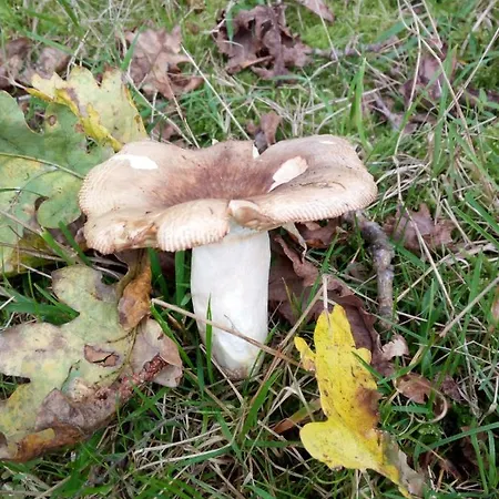 El Llagar - Sagasta Rural Oviedo