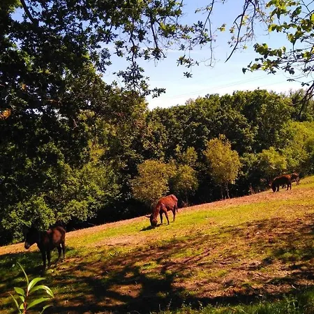 El Llagar - Sagasta Rural * Oviedo