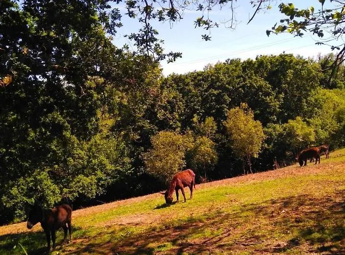 El Llagar - Sagasta Rural * Oviedo